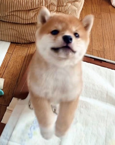 飛びつこうとする犬