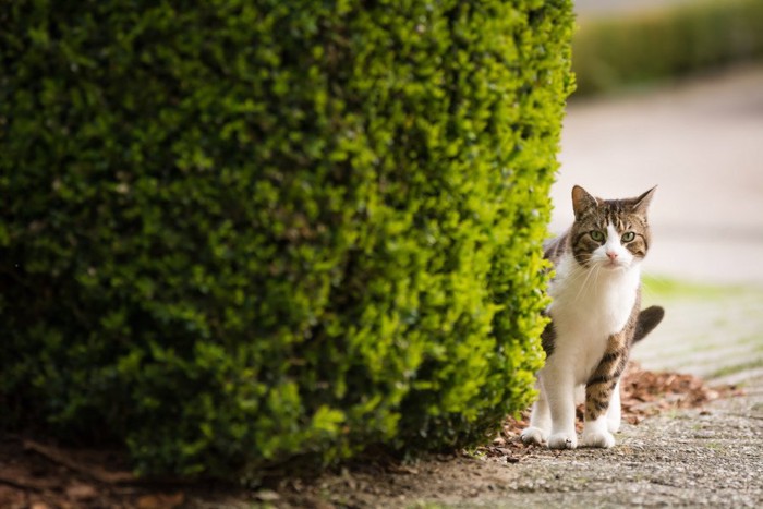 植え込みの陰にいる猫