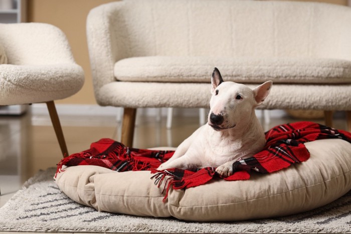 クッションで温まる犬
