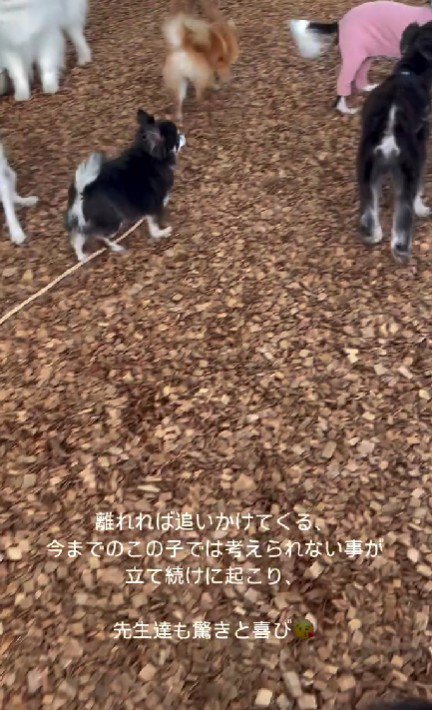 離れると追いかけてくる♪