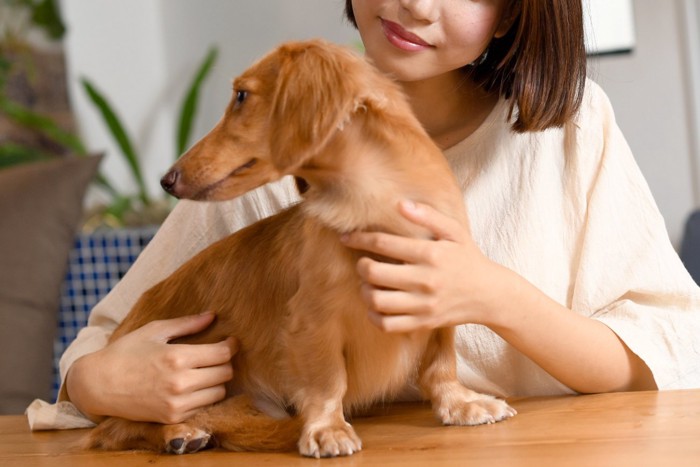 女性に触られている犬