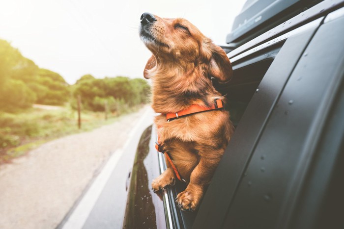車窓から首を出して気持ちよさそうな犬