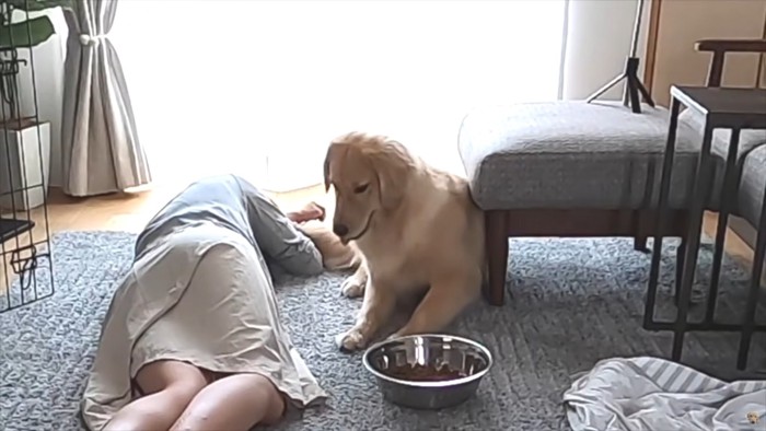 飼い主の横で伏せしようとする大型犬