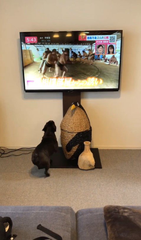 相撲の稽古映像を見たちこ丸くん3