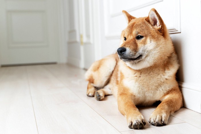 伏せる柴犬