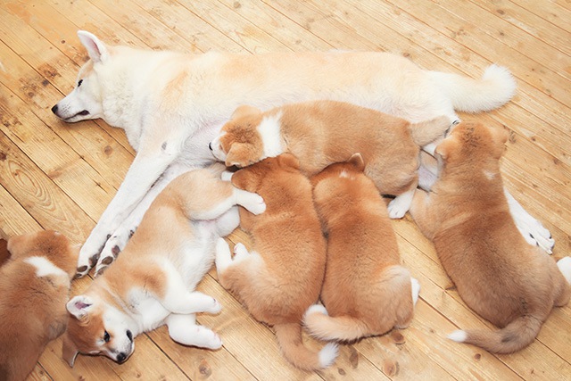 成犬と子犬