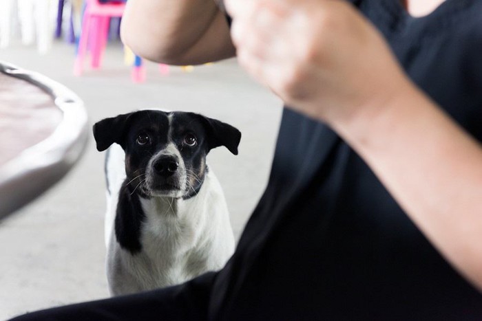 人を見つめる犬