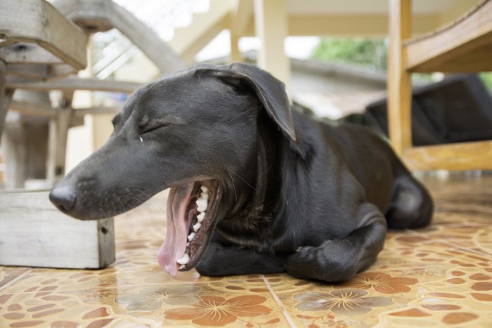 床に伏せてあくびをする黒い垂れ耳の犬