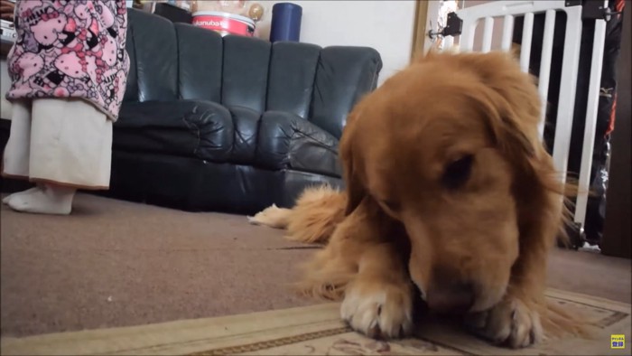 子どもの足と犬