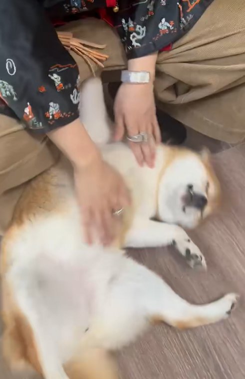 お腹を撫でてもらう柴犬