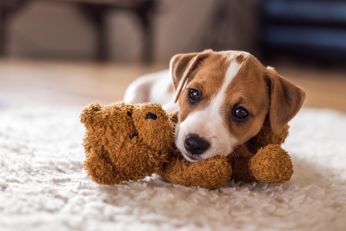 ぬいぐるみを抱き込みながら床に伏せる子犬