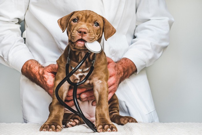 聴診器を咥える犬