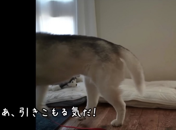 ハウスへ向かう犬