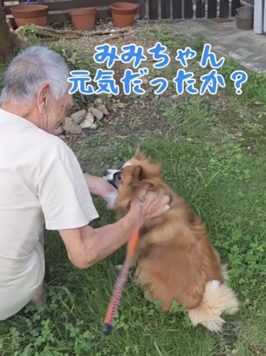 おじいちゃんに撫でられる犬