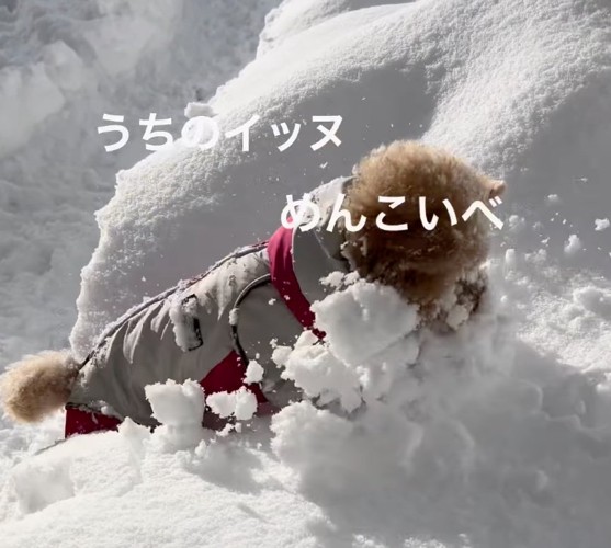 雪玉を追いかけるきなちゃん1