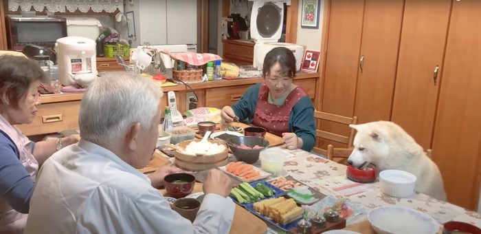 家族三人と食卓を囲む白柴