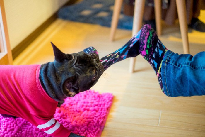 飼い主の足から靴下を奪おうとする犬