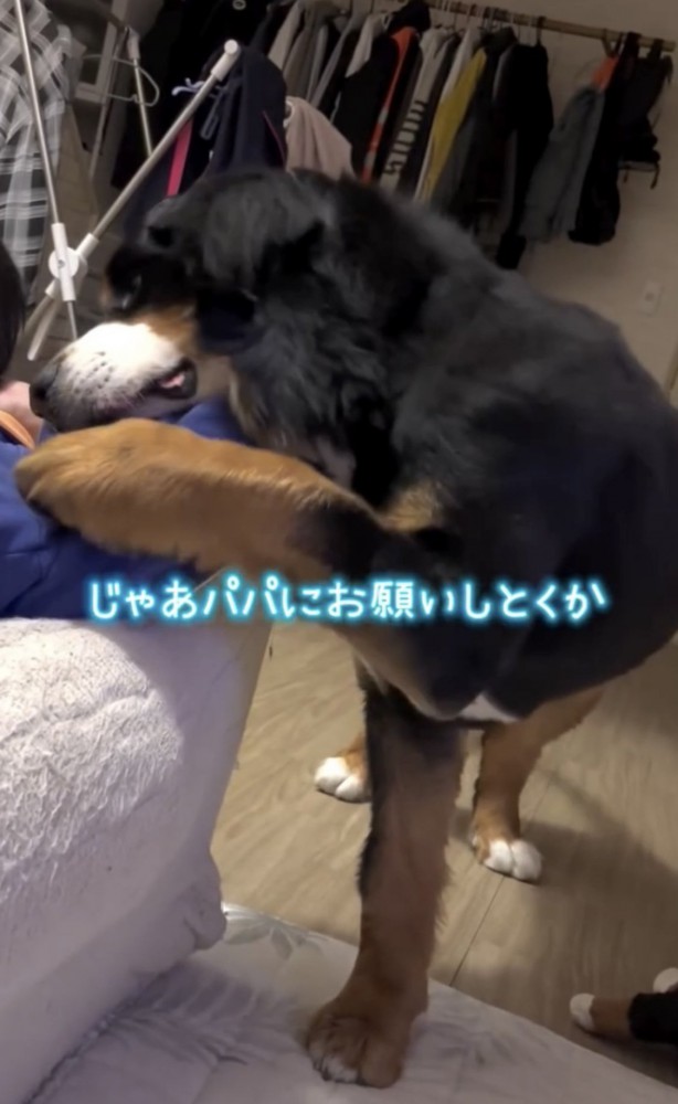 顔をすりすりする犬