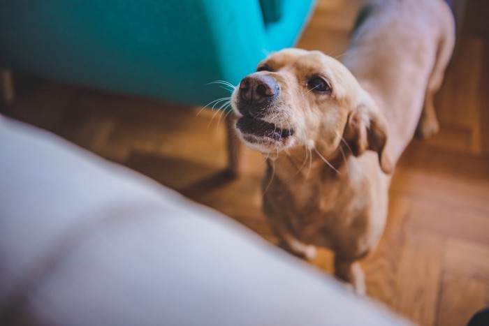 家具の横に立って鳴く茶の犬