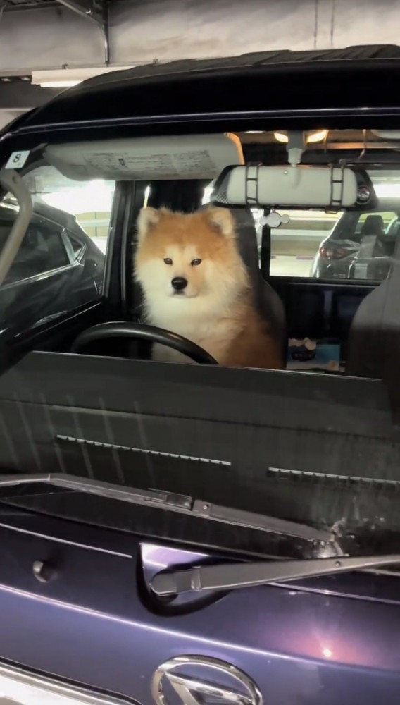 運転席に座る犬