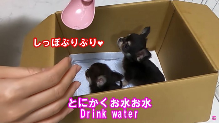 水のみを指し出す飼い主とチワワ2頭