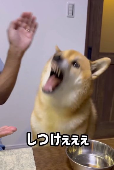 ムキ顔を見せる柴犬