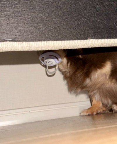 ソファの下に愛犬が!!