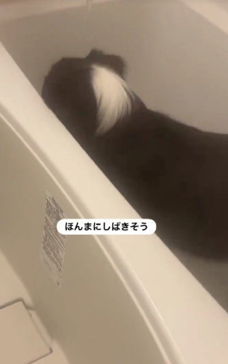 無視を決め込むジャックくん