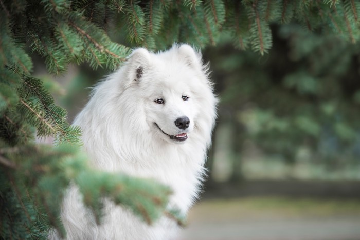 木の下に座ってどこかを見つめるサモエド