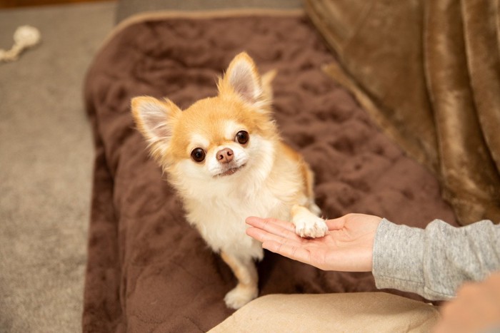お手をする子犬