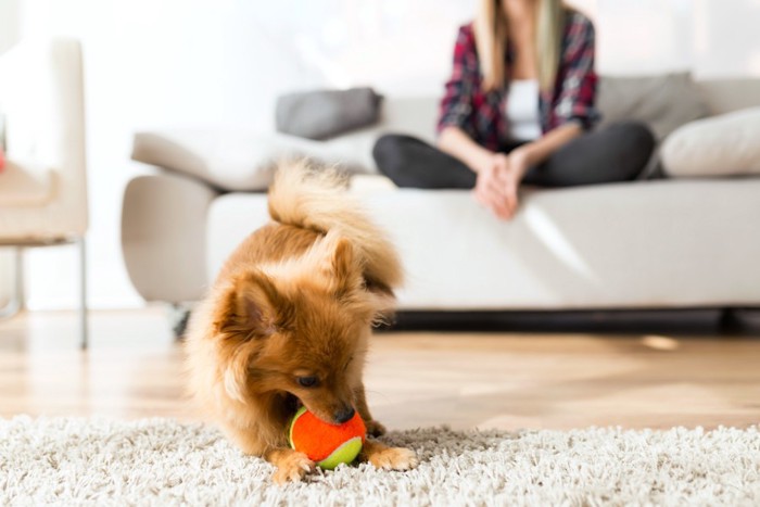 ボールで遊んでいる犬