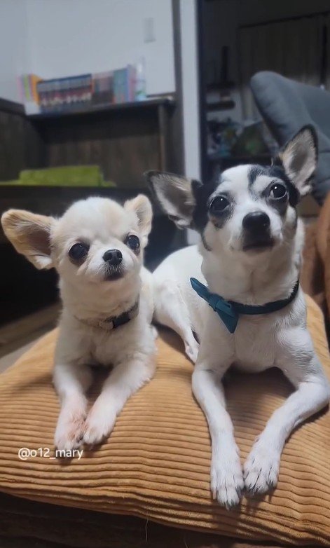 たねちゃん＆はなちゃん