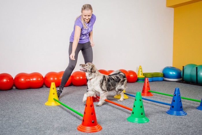 アジリティトレーニングをする犬と女性