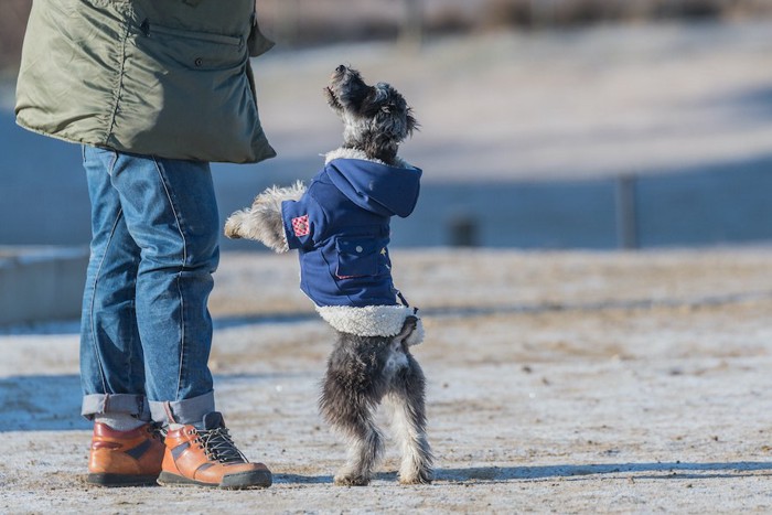 飼い主の足元で立ち上がる犬