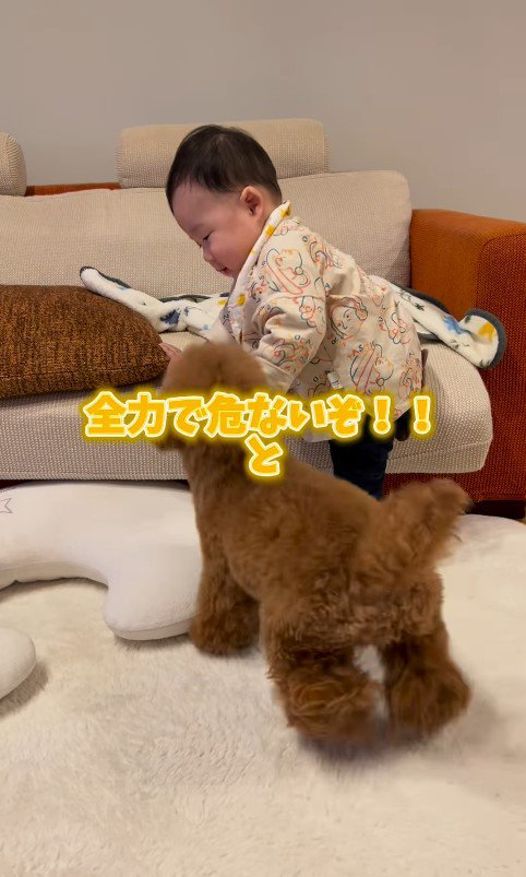 レオくんとソファから降りる赤ちゃん6