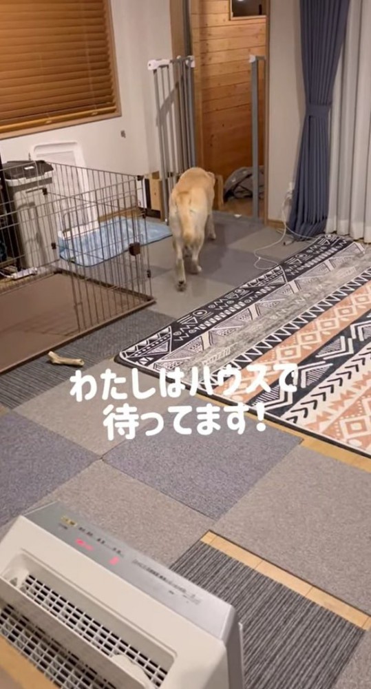 犬の後姿