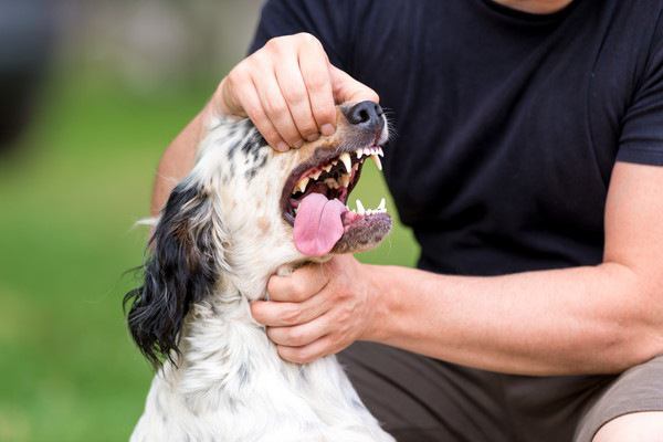 犬にガムを吐かせる