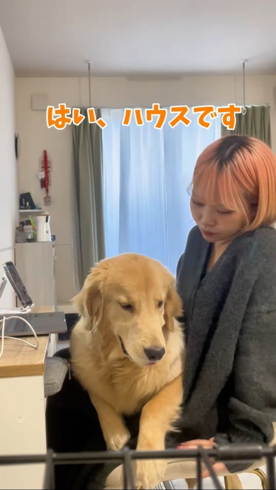 ハウスと言われる犬