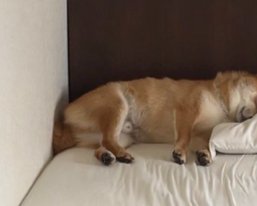 ちょこん