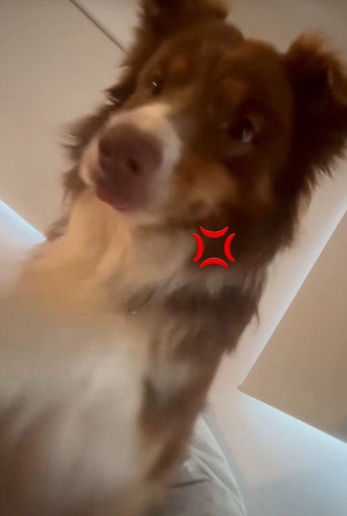 飼い主さんを起こすコロくん9