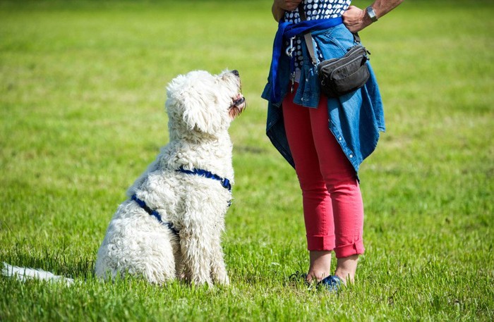 女性の足元と白い犬、芝生