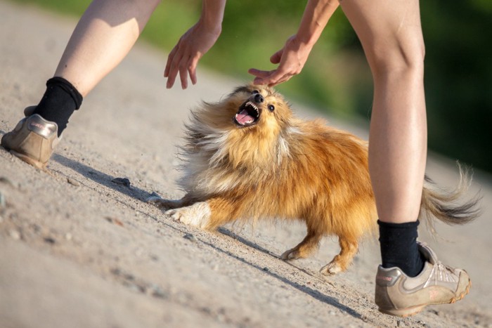 人に吠えかかっている犬