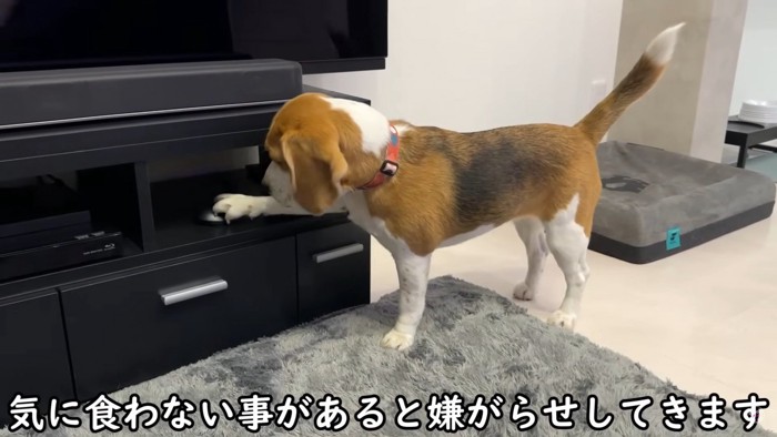 メイちゃんの嫌がらせ