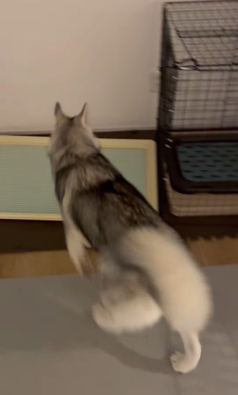 ゴロちゃんのドッキリへの反応8