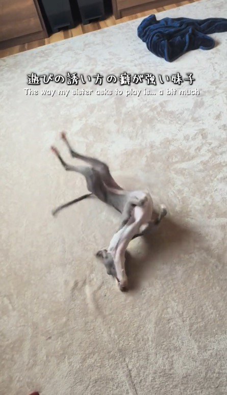 カーペットの上で体をピンと伸ばす細長い犬