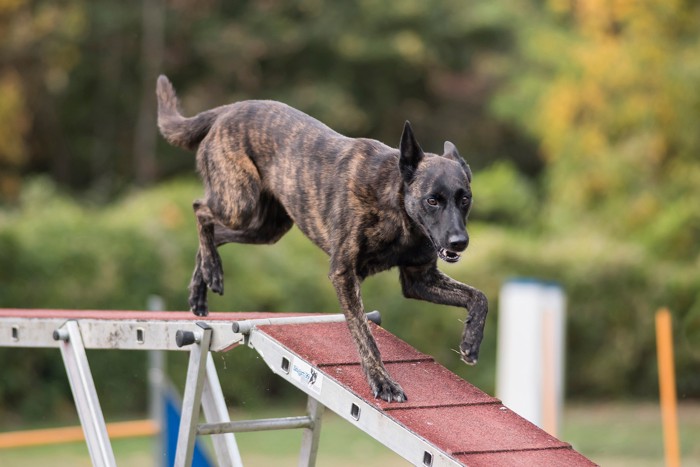 楽しそうにアジリティをこなすダッチシェパード