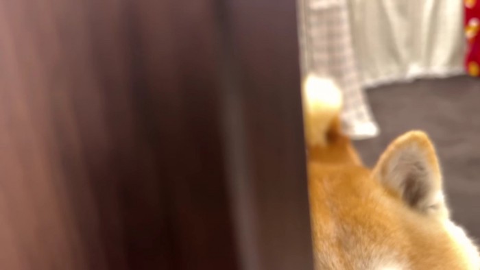 尻尾で感情丸見え