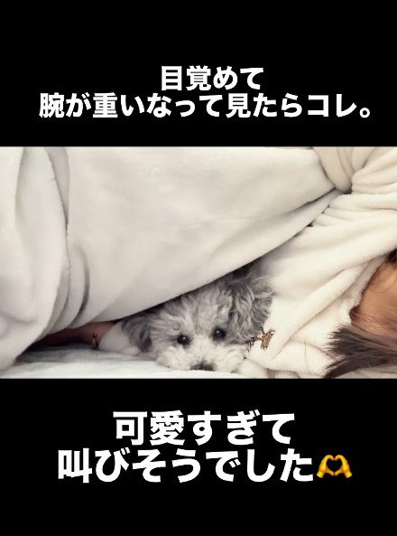 丸くなって寝るたろうまるちゃん