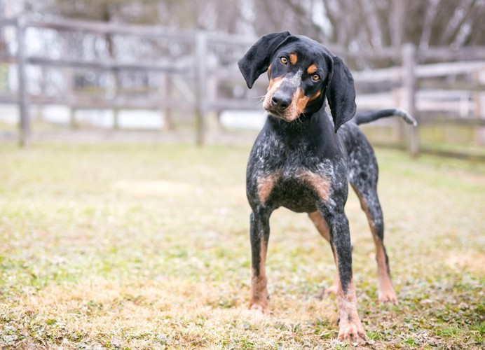 首をかしげる黒犬