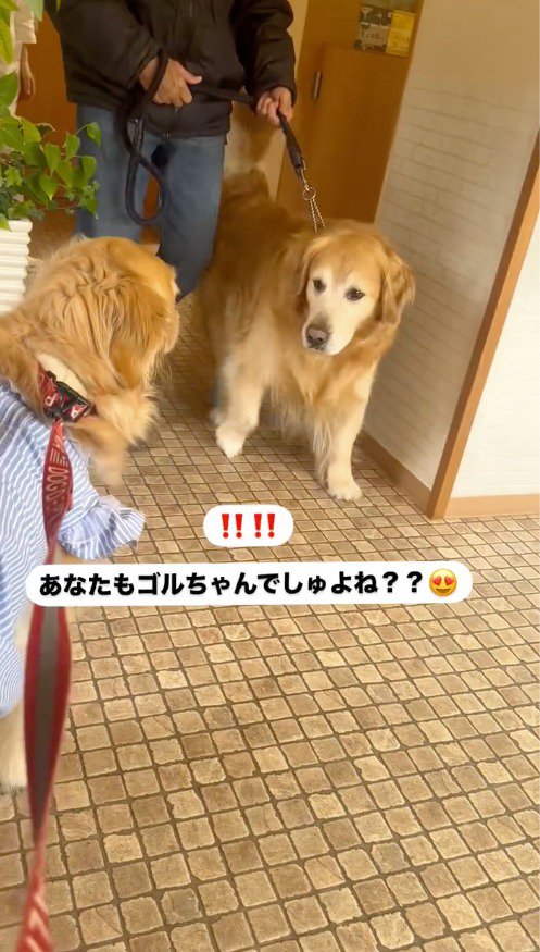 診察室から出てきた犬を見つめる犬